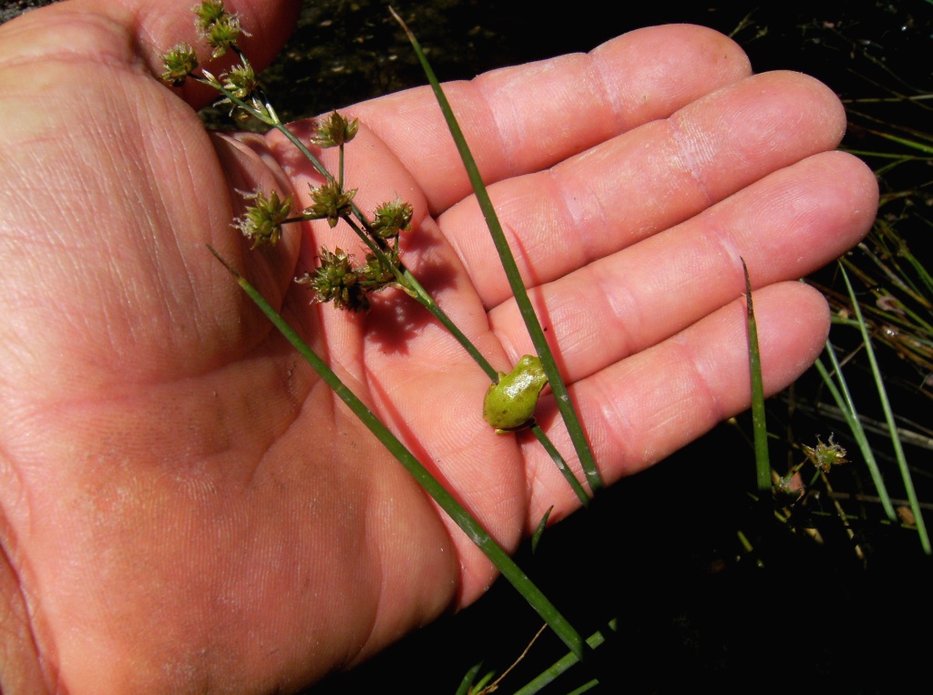 Raganella microscopica - Hyla sarda